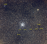 M11 labeled image