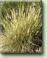 Grasslands